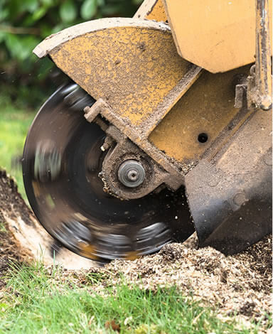 STUMP REMOVAL