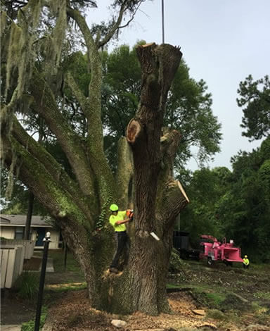 HAZARD TREE REMOVAL