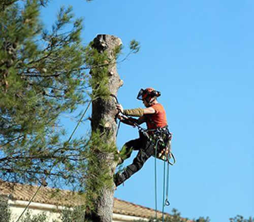 Trimming